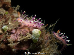 Some beautiful nudibranches. Photo taken at Lembeh Strait. by Thomas Kneisch 